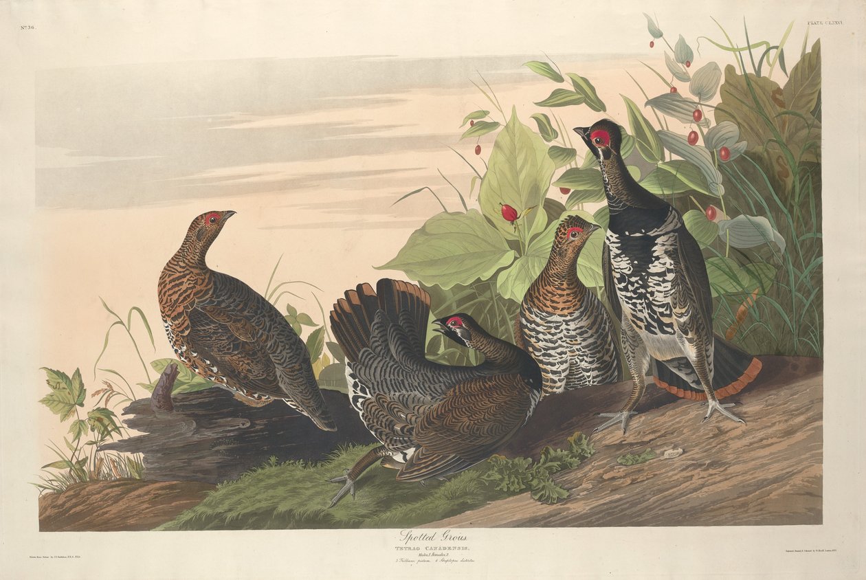 benekli grous by Robert Havell after John James Audubon