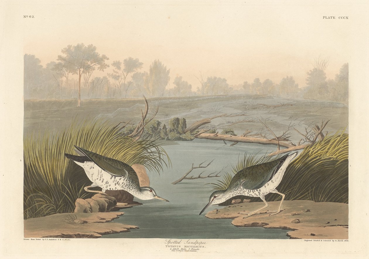 benekli çulluk by Robert Havell after John James Audubon