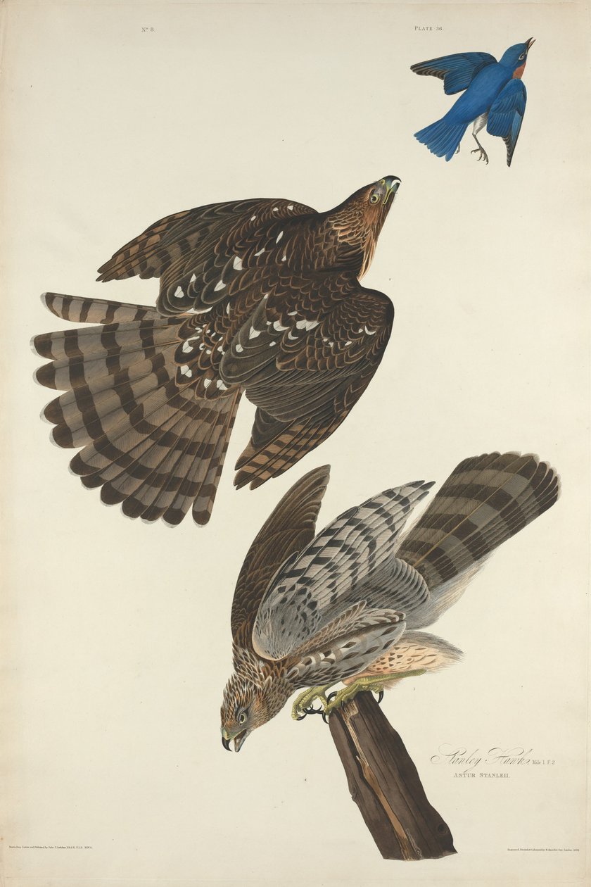 Stanley Şahin by Robert Havell after John James Audubon