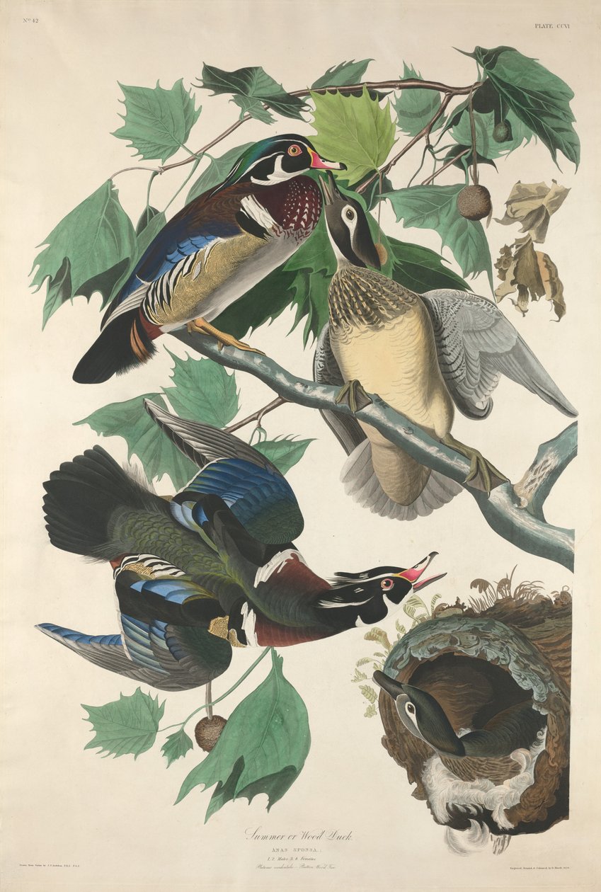 Yaz veya Tahta Ördek by Robert Havell after John James Audubon