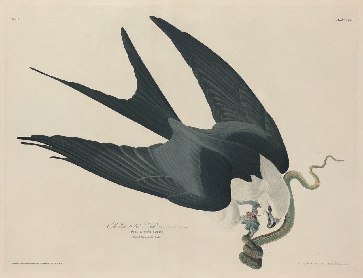 Kırlangıç Kuyruklu Şahin by Robert Havell after John James Audubon