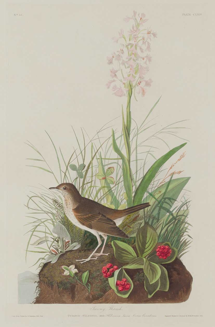 alaca ardıç kuşu by Robert Havell after John James Audubon