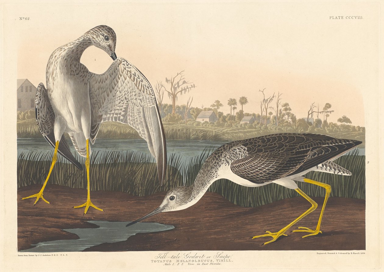 Masal Tanrıçası by Robert Havell after John James Audubon