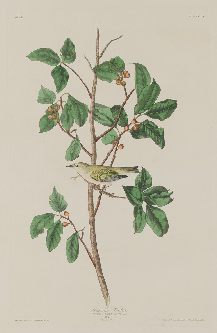 tennessee ötleğen by Robert Havell after John James Audubon