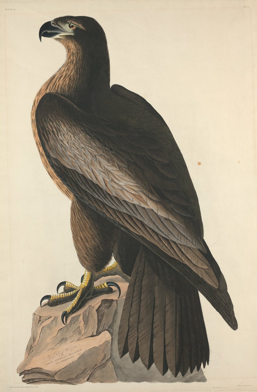 Washington Kuşu veya Büyük Amerikan Deniz Kartalı by Robert Havell after John James Audubon