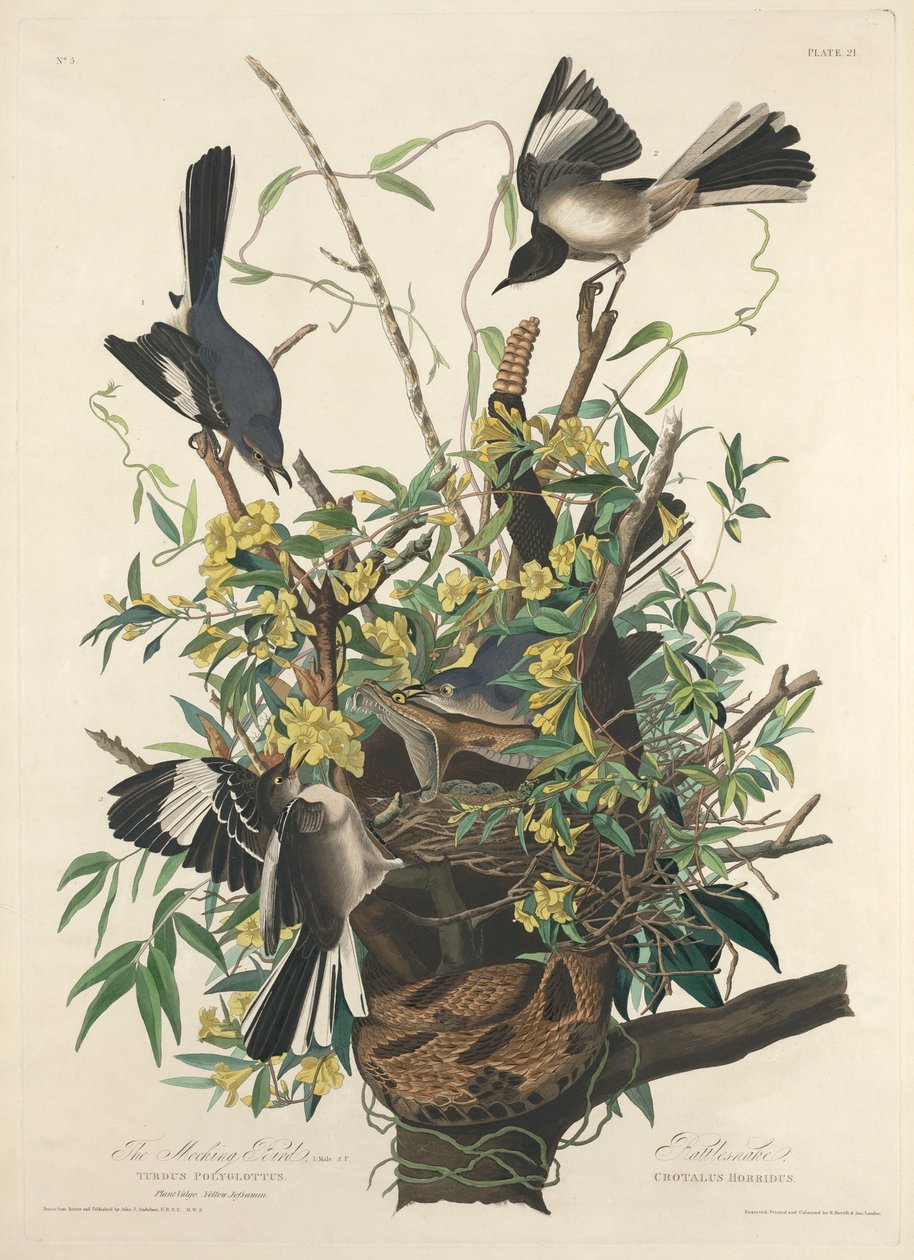 alaycı kuş by Robert Havell after John James Audubon