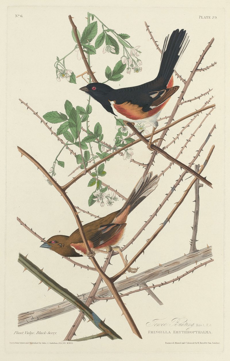 havlu kiraz kuşu by Robert Havell after John James Audubon