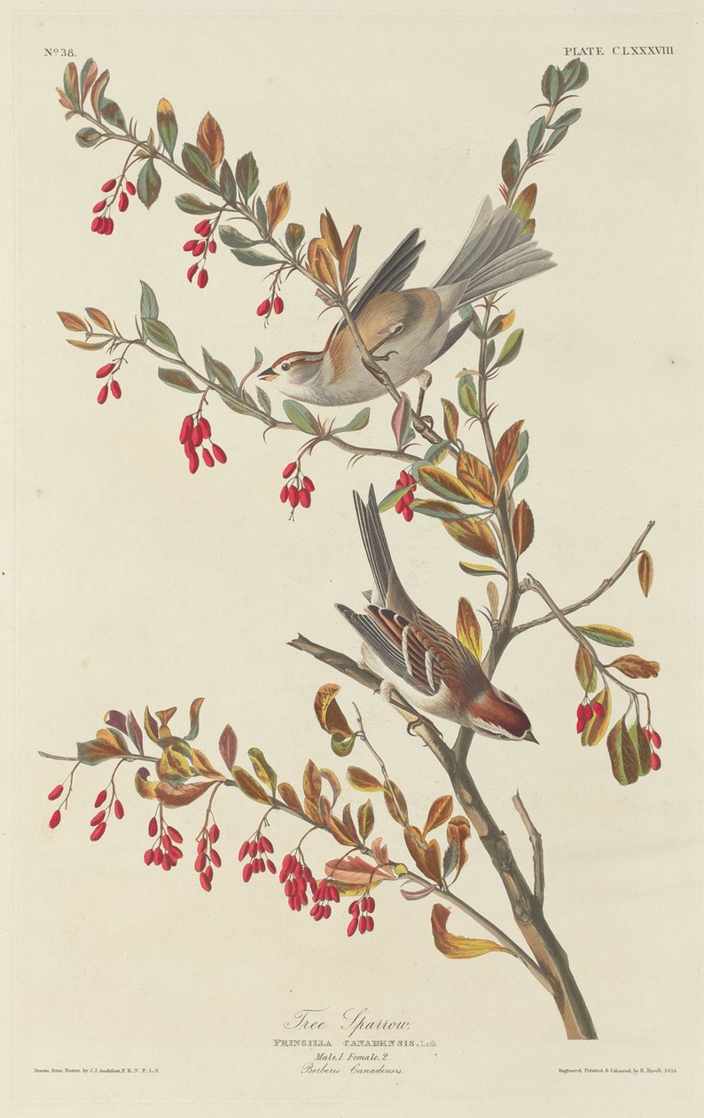 ağaç serçesi by Robert Havell after John James Audubon
