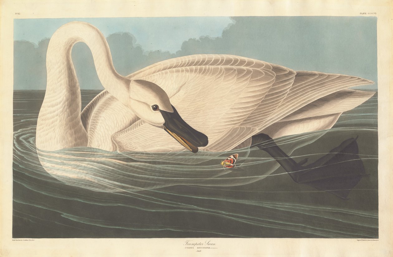 Trompetçi Kuğu by Robert Havell after John James Audubon