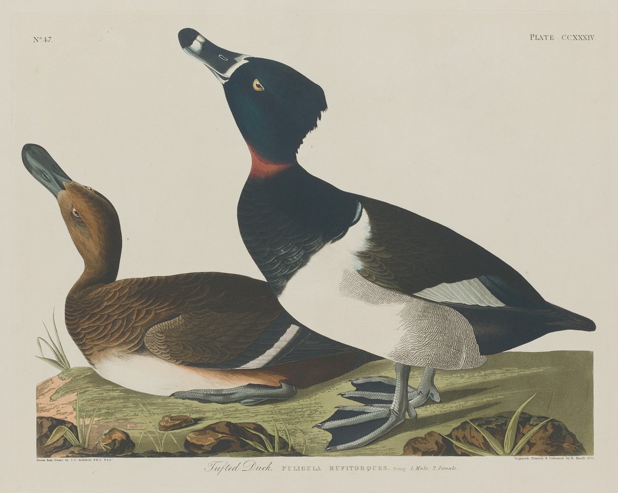 püsküllü ördek by Robert Havell after John James Audubon