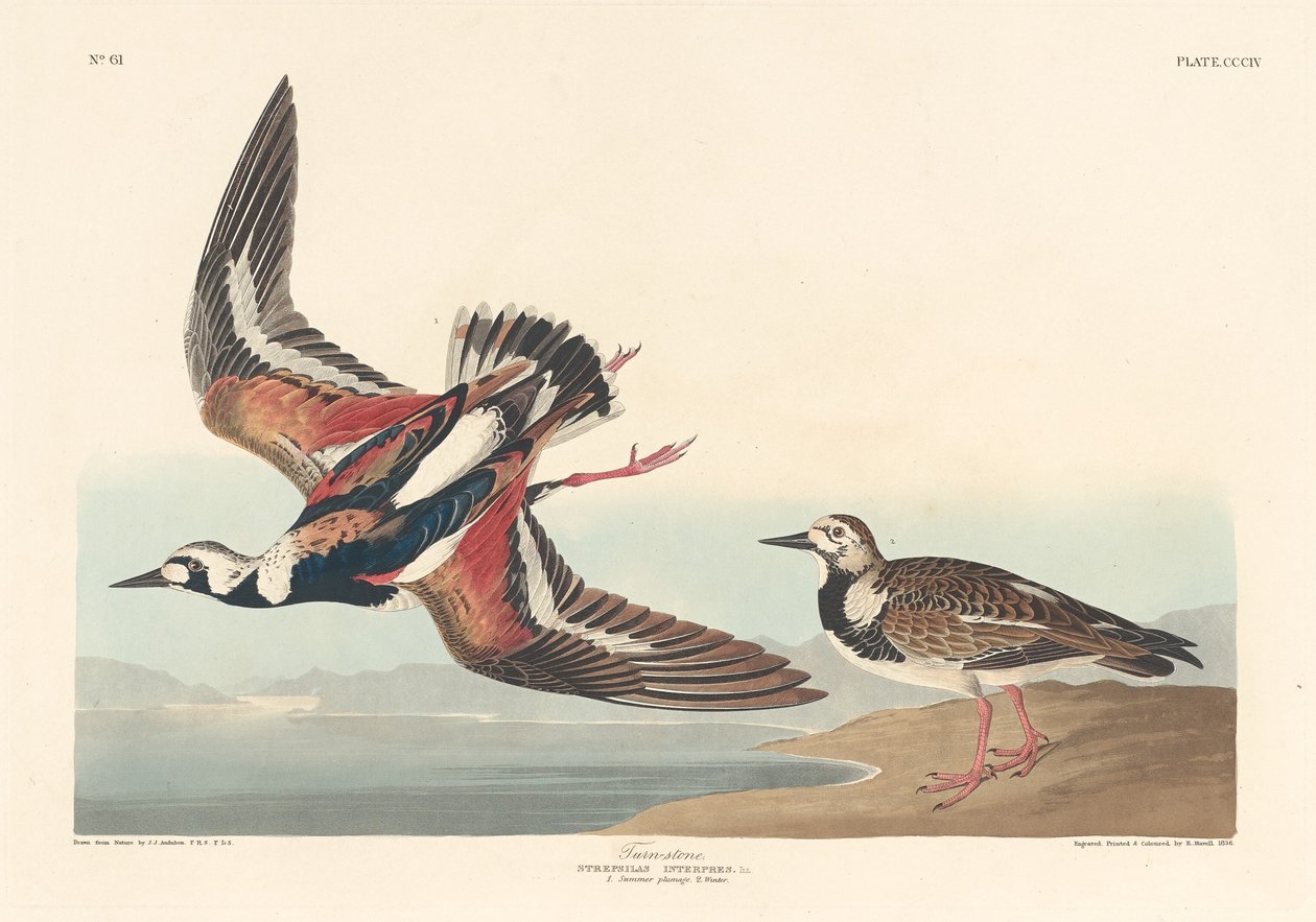 dönüş taşı by Robert Havell after John James Audubon