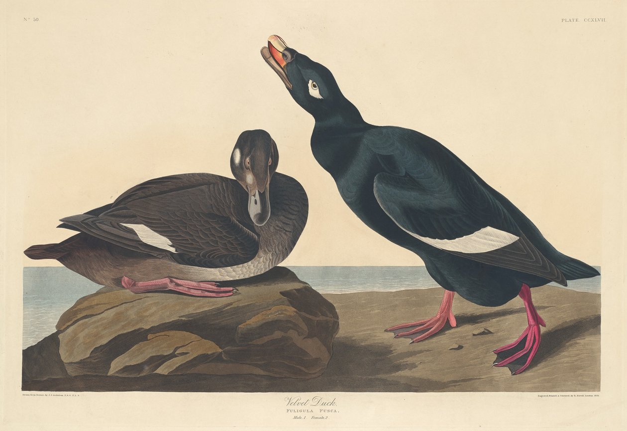 kadife ördek by Robert Havell after John James Audubon