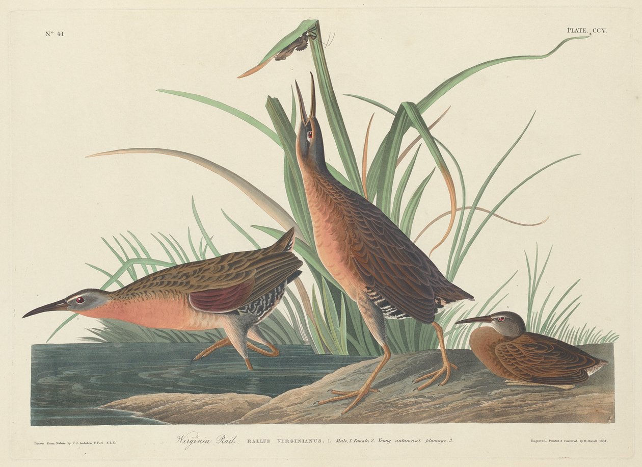Virginia Raylı by Robert Havell after John James Audubon