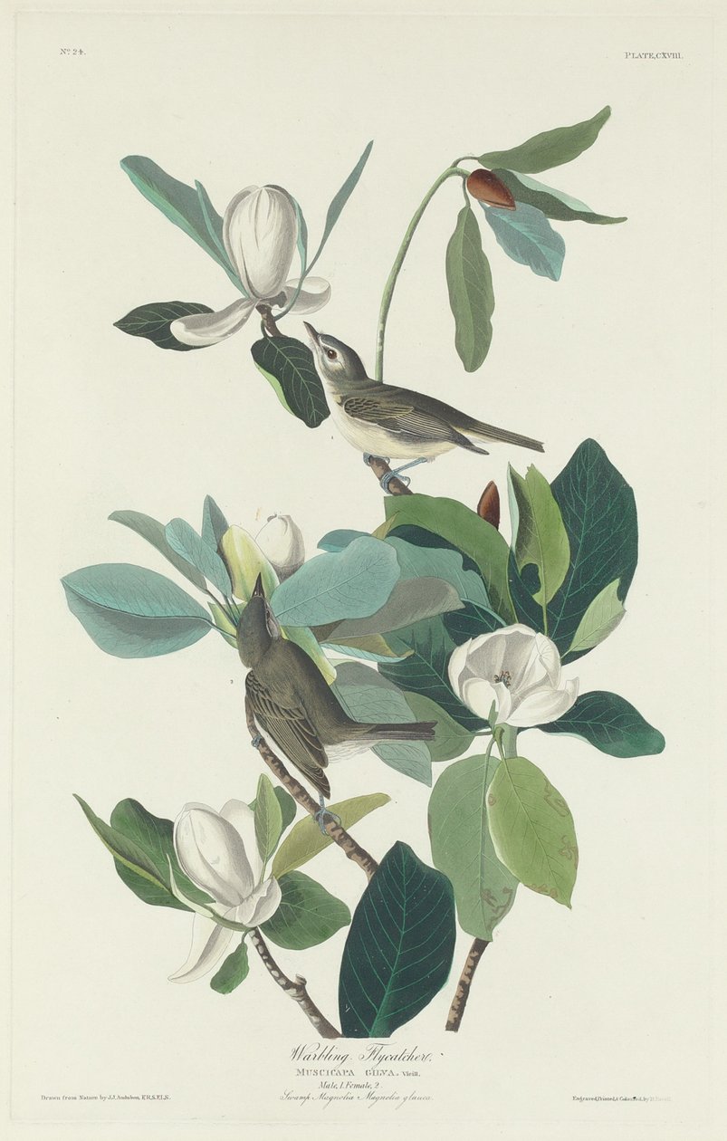çıngıraklı sinekkapan by Robert Havell after John James Audubon