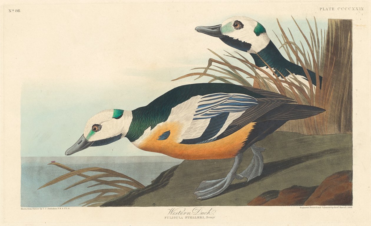 Batı Ördeği by Robert Havell after John James Audubon