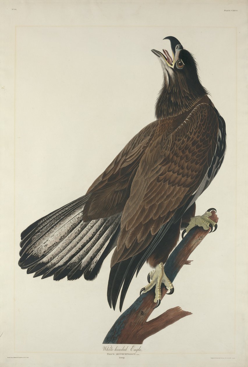 Ak başlı kartal by Robert Havell after John James Audubon