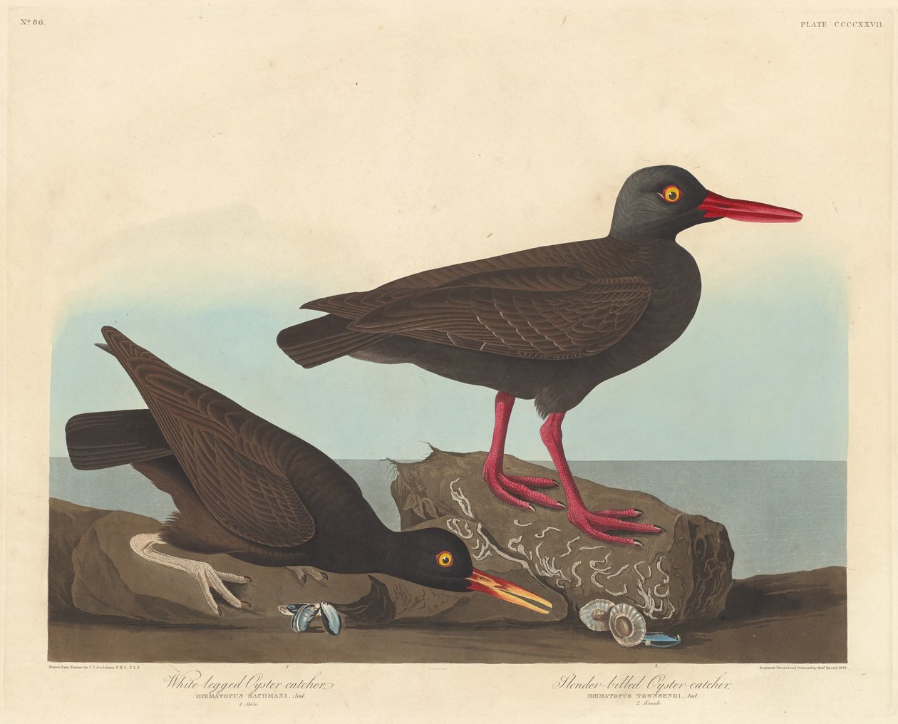 Beyaz Bacaklı İstiridye Yakalayıcı ve İnce Faturalı İstiridye Yakalayıcı by Robert Havell after John James Audubon