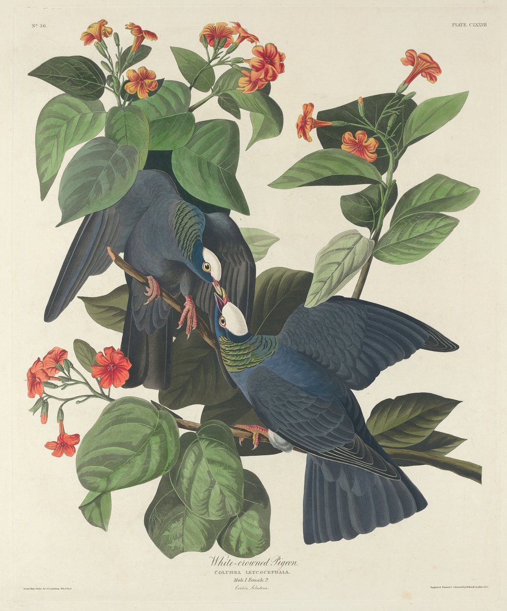 Beyaz taçlı güvercin by Robert Havell after John James Audubon
