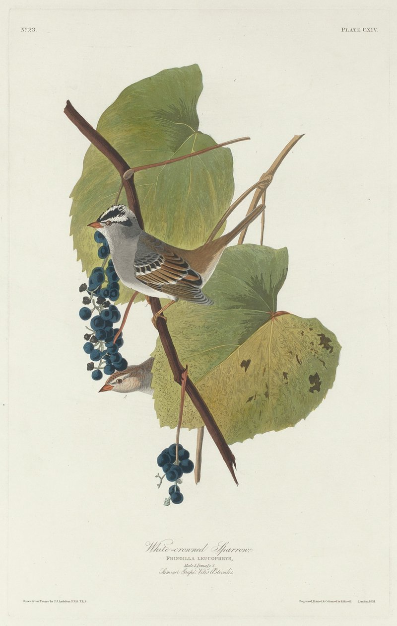 Beyaz taçlı serçe by Robert Havell after John James Audubon