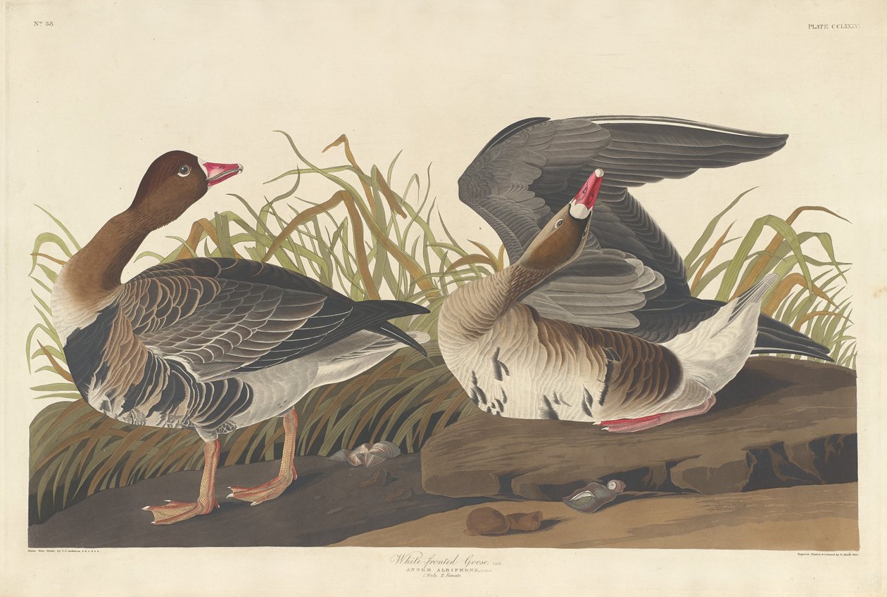 Beyaz önlü kaz by Robert Havell after John James Audubon