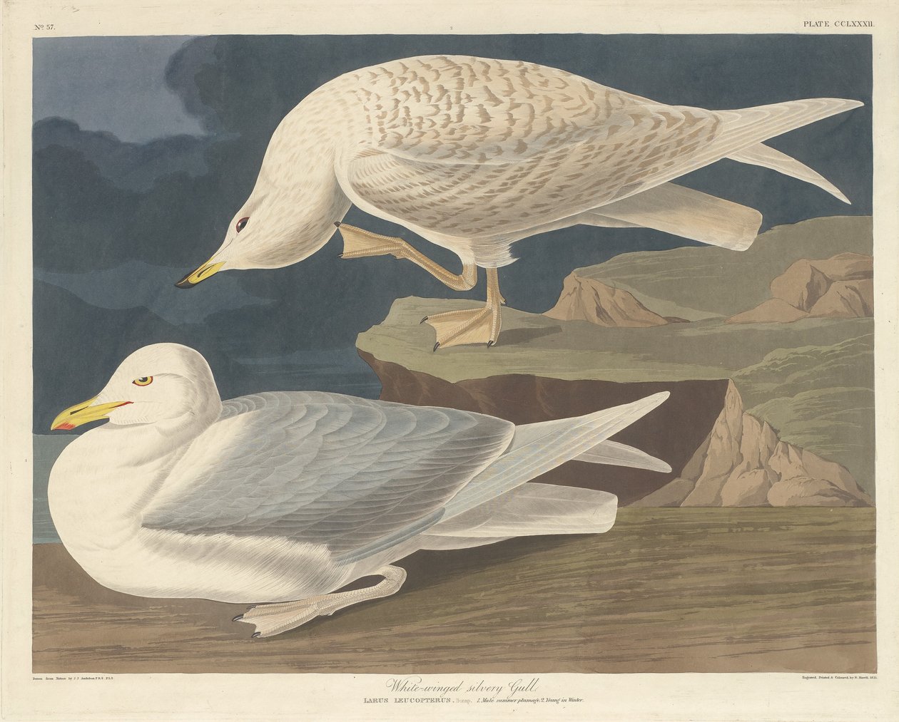 Beyaz kanatlı Simli Martı by Robert Havell after John James Audubon