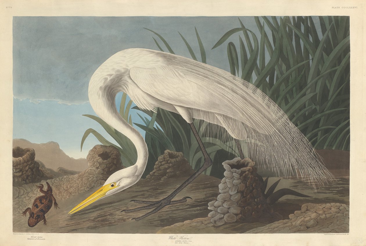 beyaz balıkçıl by Robert Havell after John James Audubon