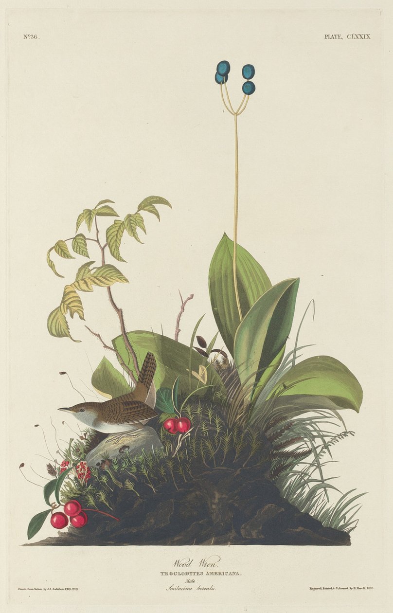 Ahşap çit by Robert Havell after John James Audubon