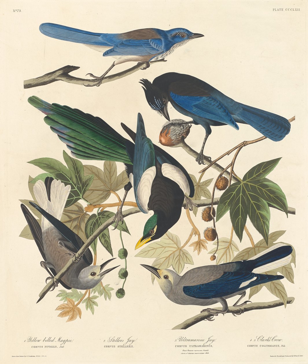 Sarı gagalı Saksağan, Stellers Jay, Ultramarine Jay ve Clark