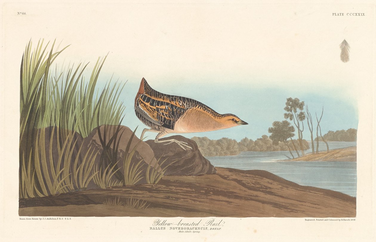 Sarı Göğüslü Ray by Robert Havell after John James Audubon
