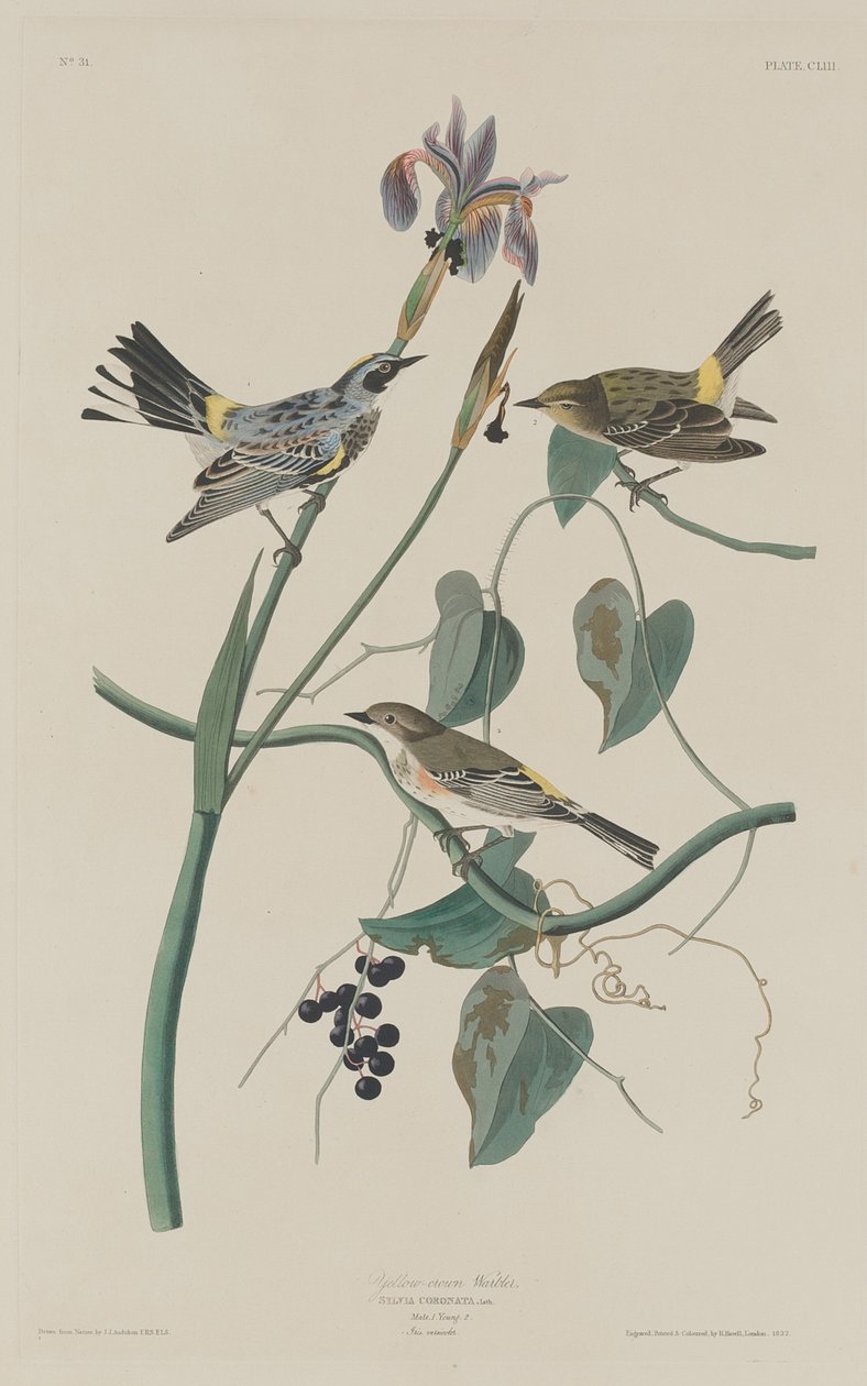 Sarı Taç Ötleğen by Robert Havell after John James Audubon