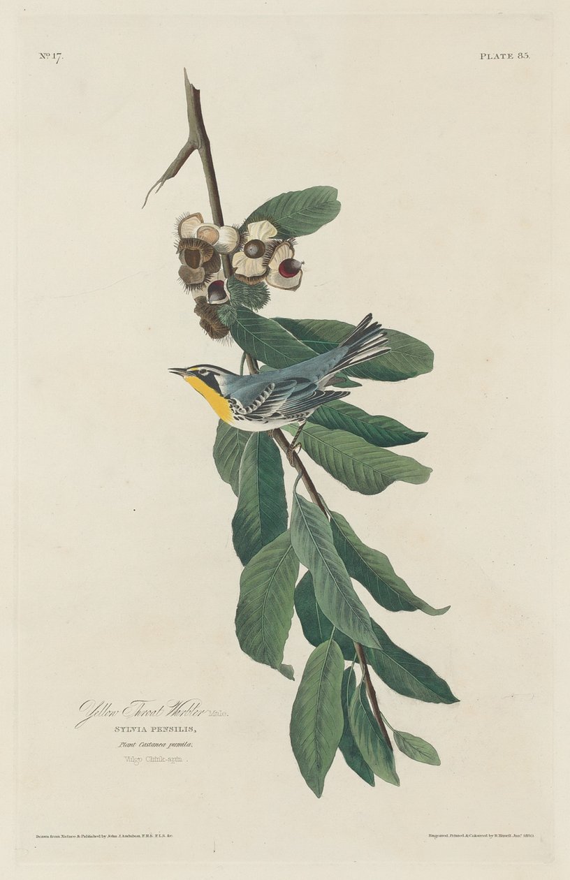 Sarı boğazlı ötleğen by Robert Havell after John James Audubon