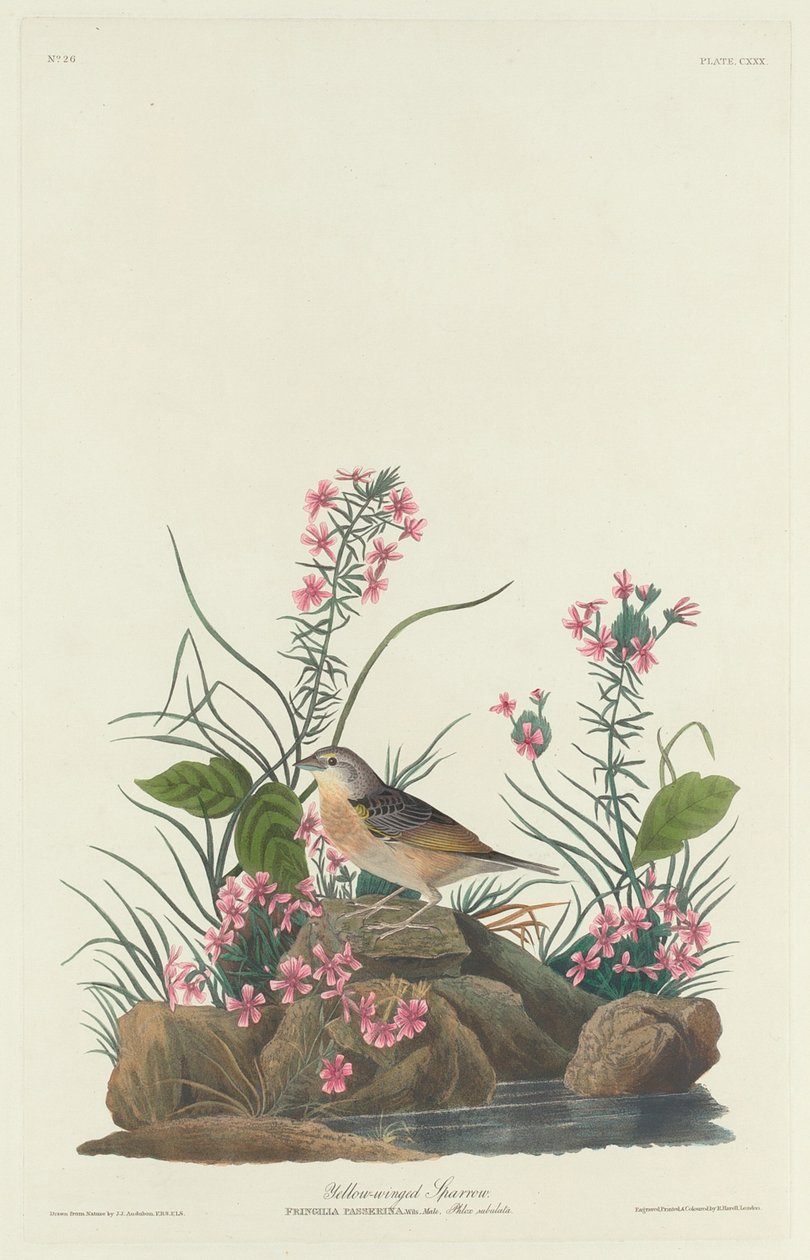 sarı kanatlı serçe by Robert Havell after John James Audubon