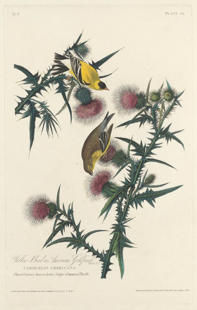 Sarı Kuş veya Amerikan Saka Kuşu by Robert Havell after John James Audubon