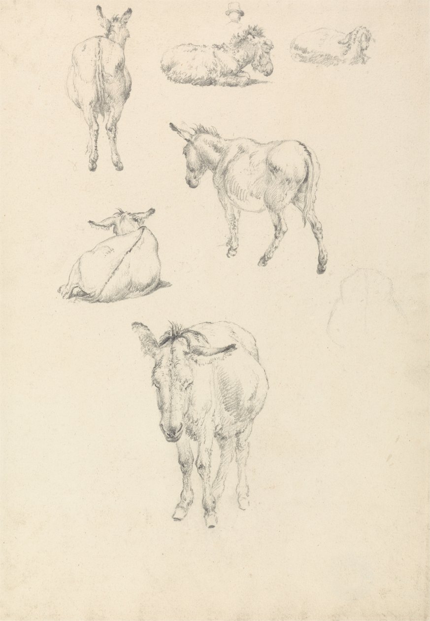 Bir Eşek, Altı Çalışma: Yalan, Yürüme, Ayakta Durma, Oturma by Robert Hills