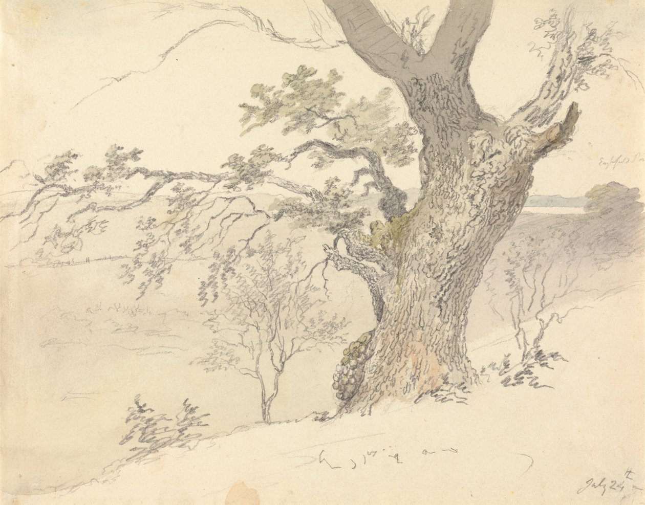 Englefield Park'ta Bir Meşe by Robert Hills