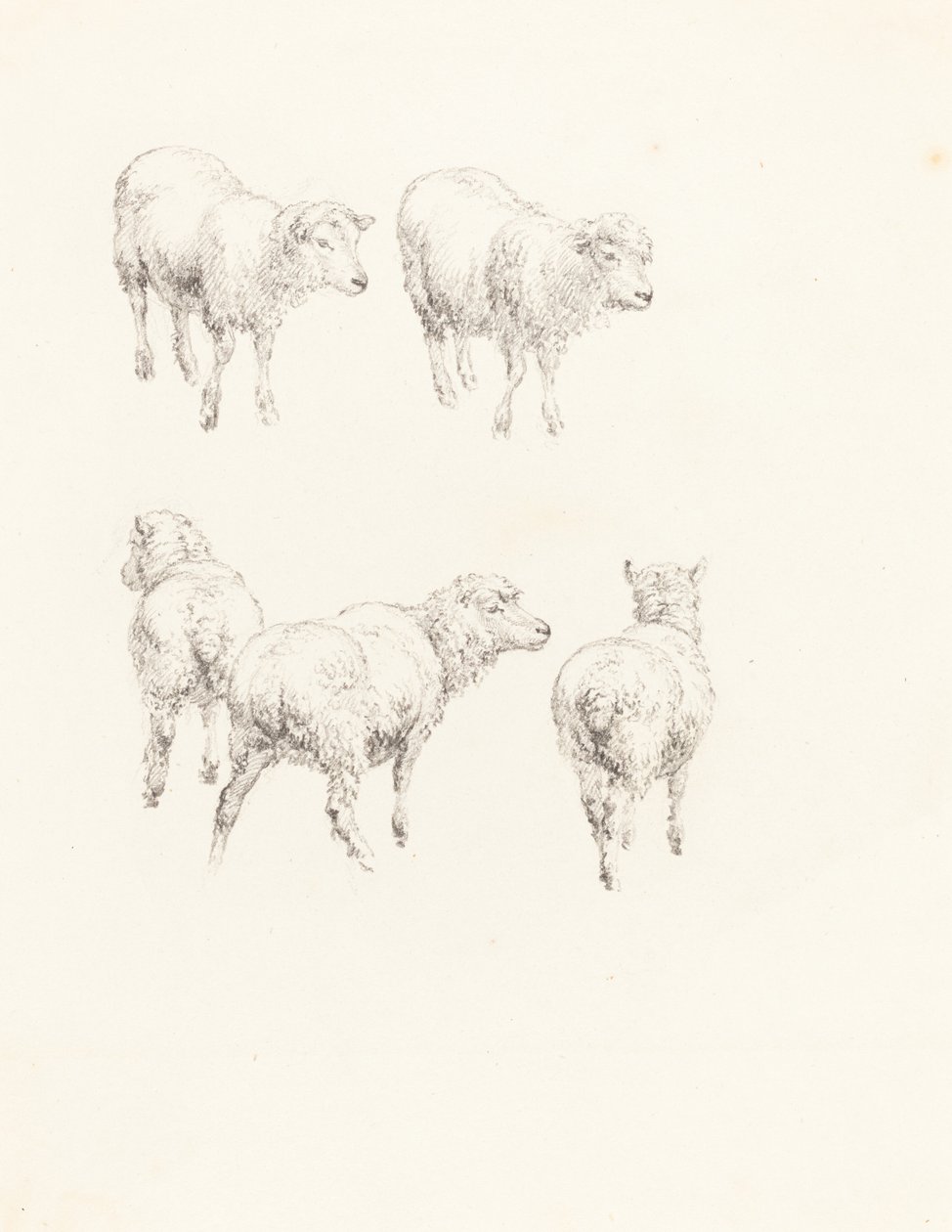 Beş Koyun by Robert Hills