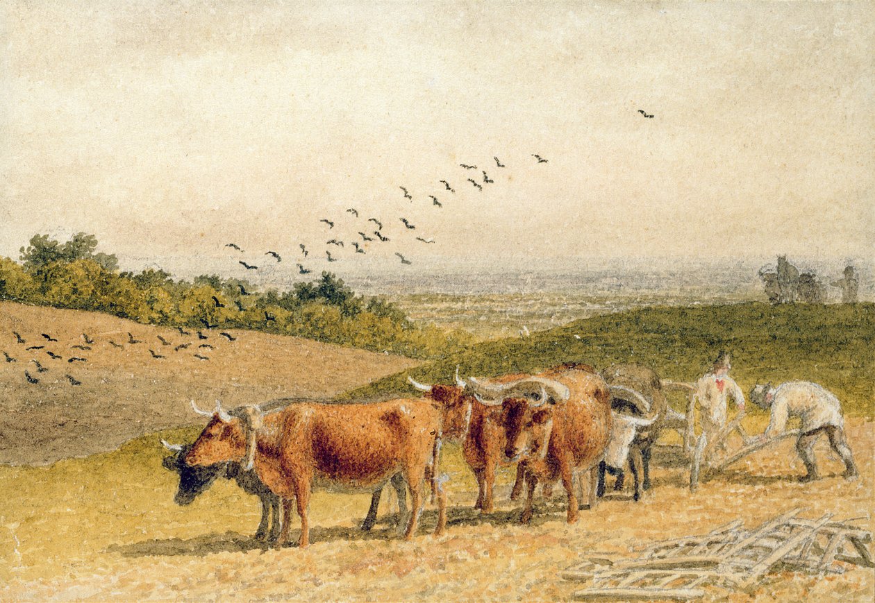 Bir Downland Tarlasını Süren Öküz by Robert Hills