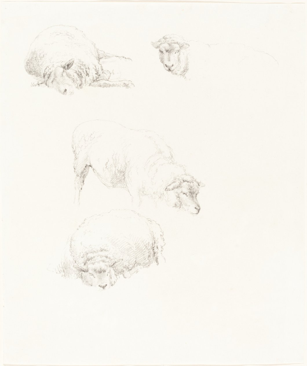 Koyun Çalışmaları by Robert Hills