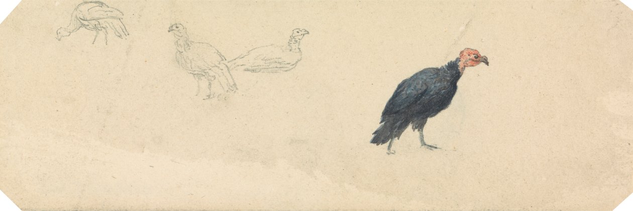 Bir Türkiye Üzerine Çalışmalar by Robert Hills