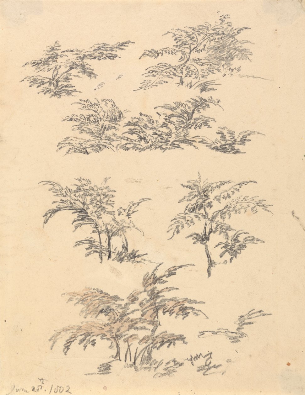 Bracken Çalışması by Robert Hills