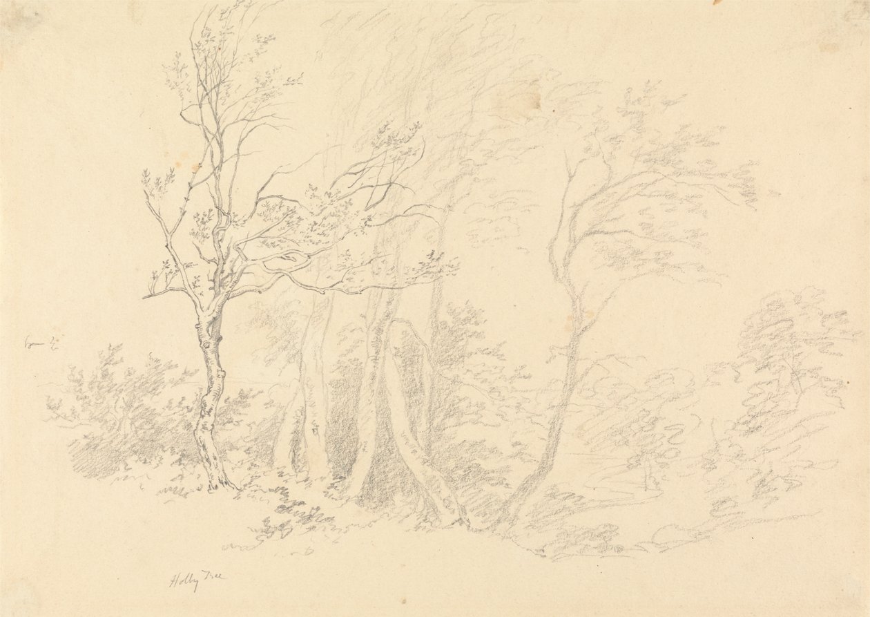 Bir Holly Ağacının İncelenmesi by Robert Hills