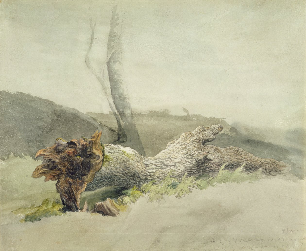 Düşmüş Ağaç, c.1804 (dokuma kağıt üzerine grafit üzerine wc) by Robert Hills