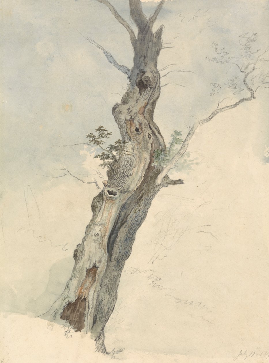 Ağaç Çalışması by Robert Hills