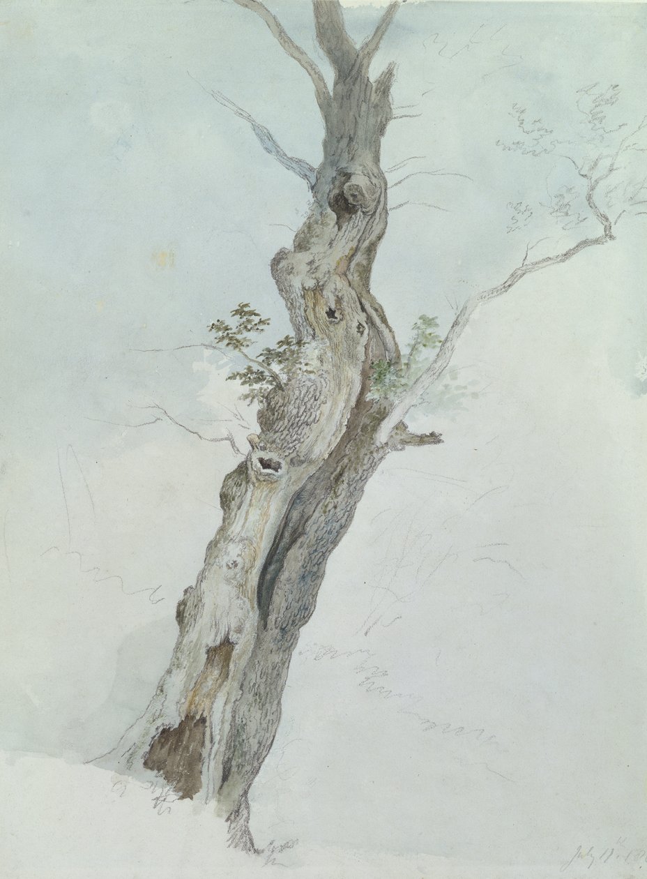 Ağaç Çalışması, c.1800-05 (kağıt üzerinde grafit üzerinde wc) by Robert Hills
