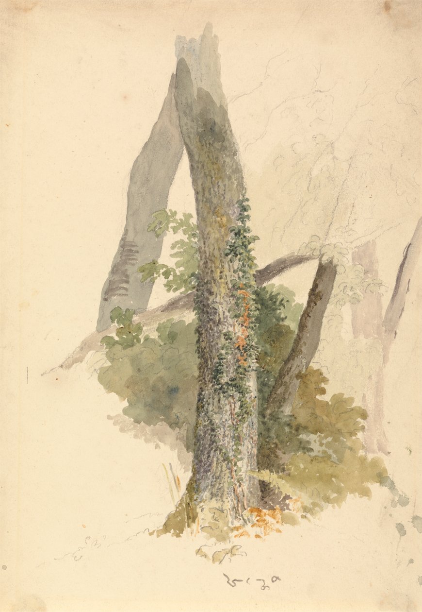 Güdük Yapışan Sarmaşık ile Ağaç Çalışması by Robert Hills