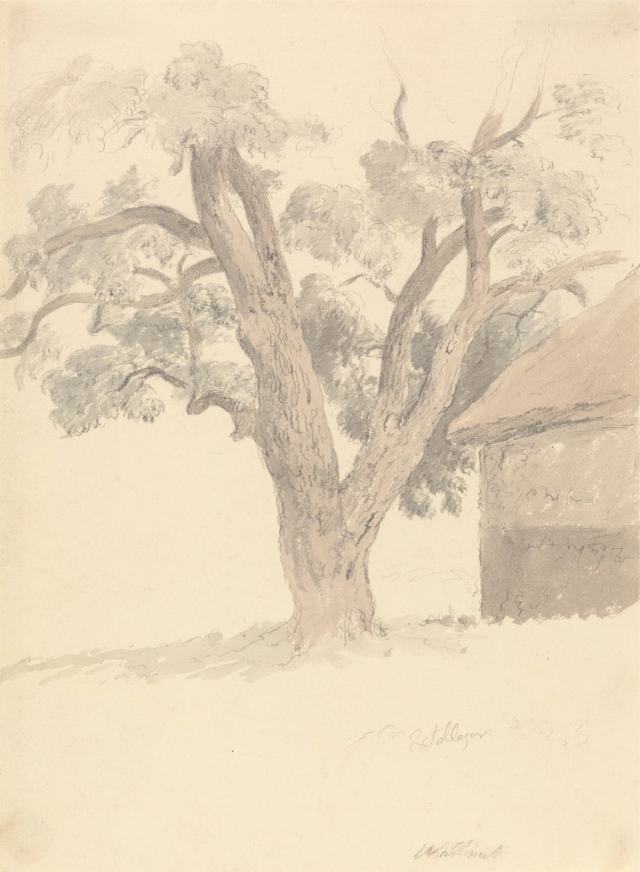 Ceviz ağacı by Robert Hills