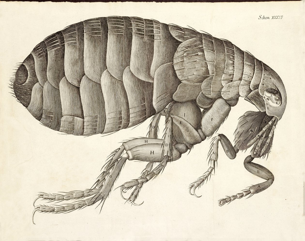 Micrographia