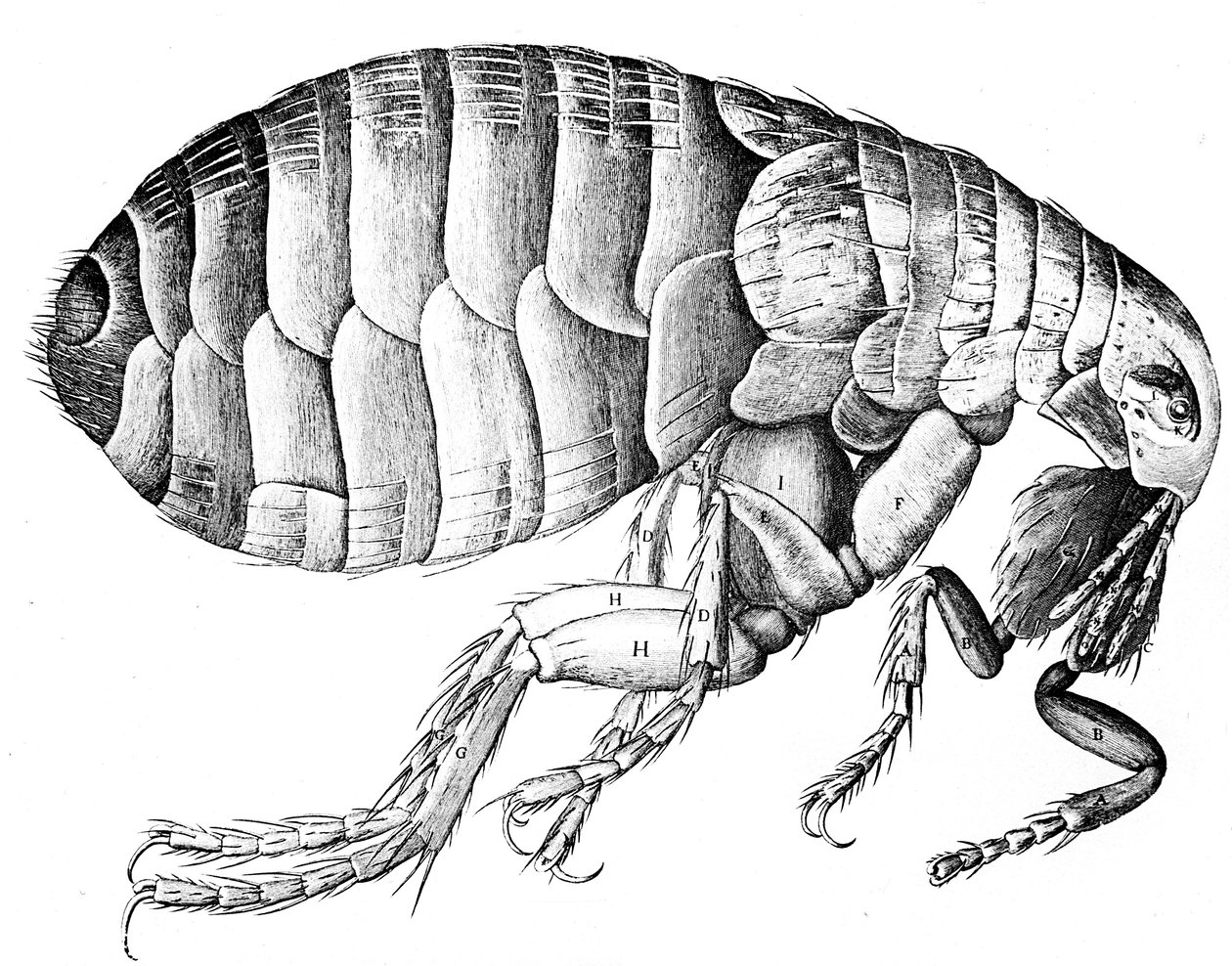 Pire, kanatsız kan emici parazit böcek, 1665 by Robert Hooke