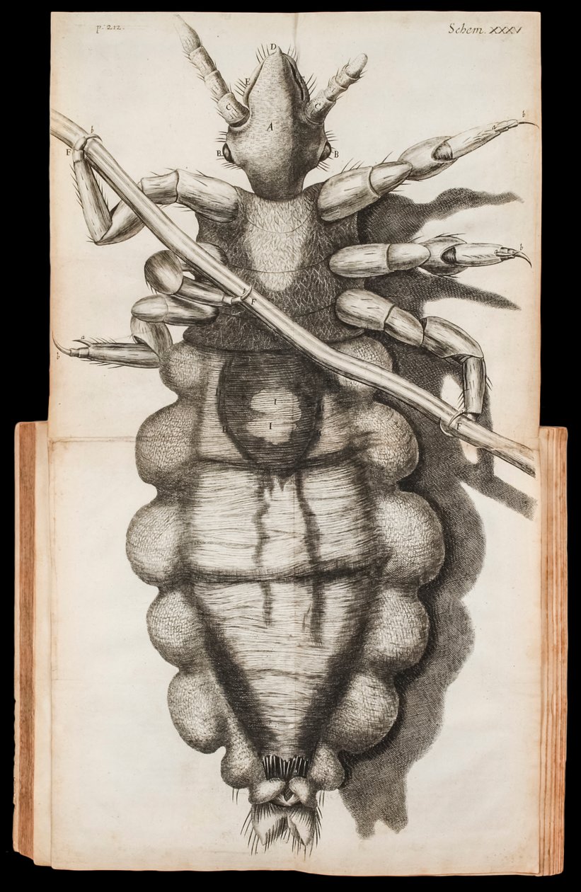 Robert Hooke tarafından 1665