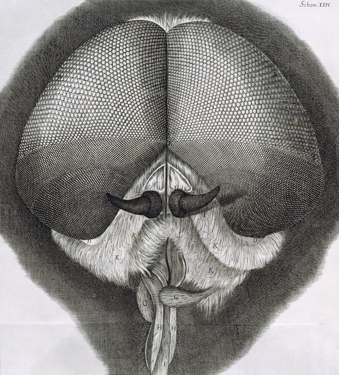 Gri drone-fly, Hookes Micrographia